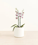 Spotted White Orchid plant