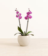 Striped Magenta Orchid plant