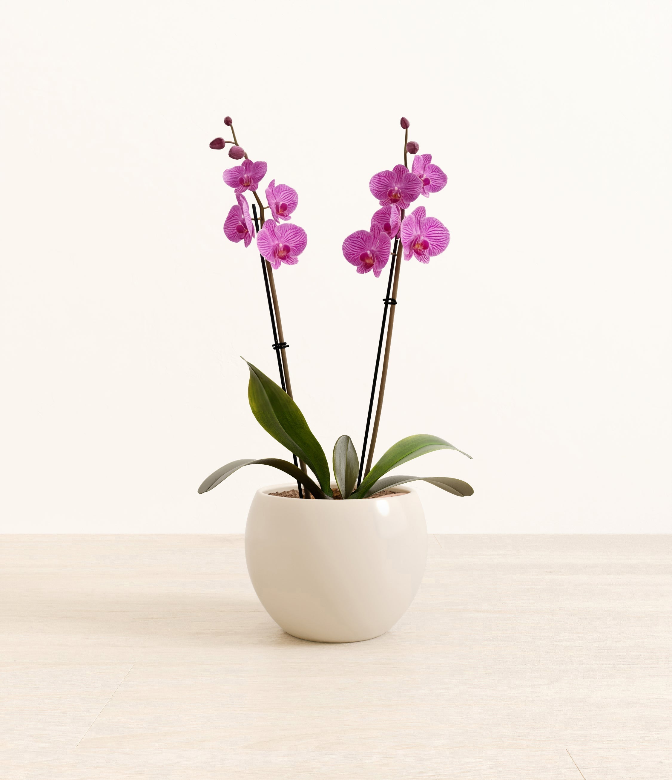 Striped Magenta Orchid plant