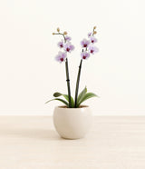 Striped White Orchid plant