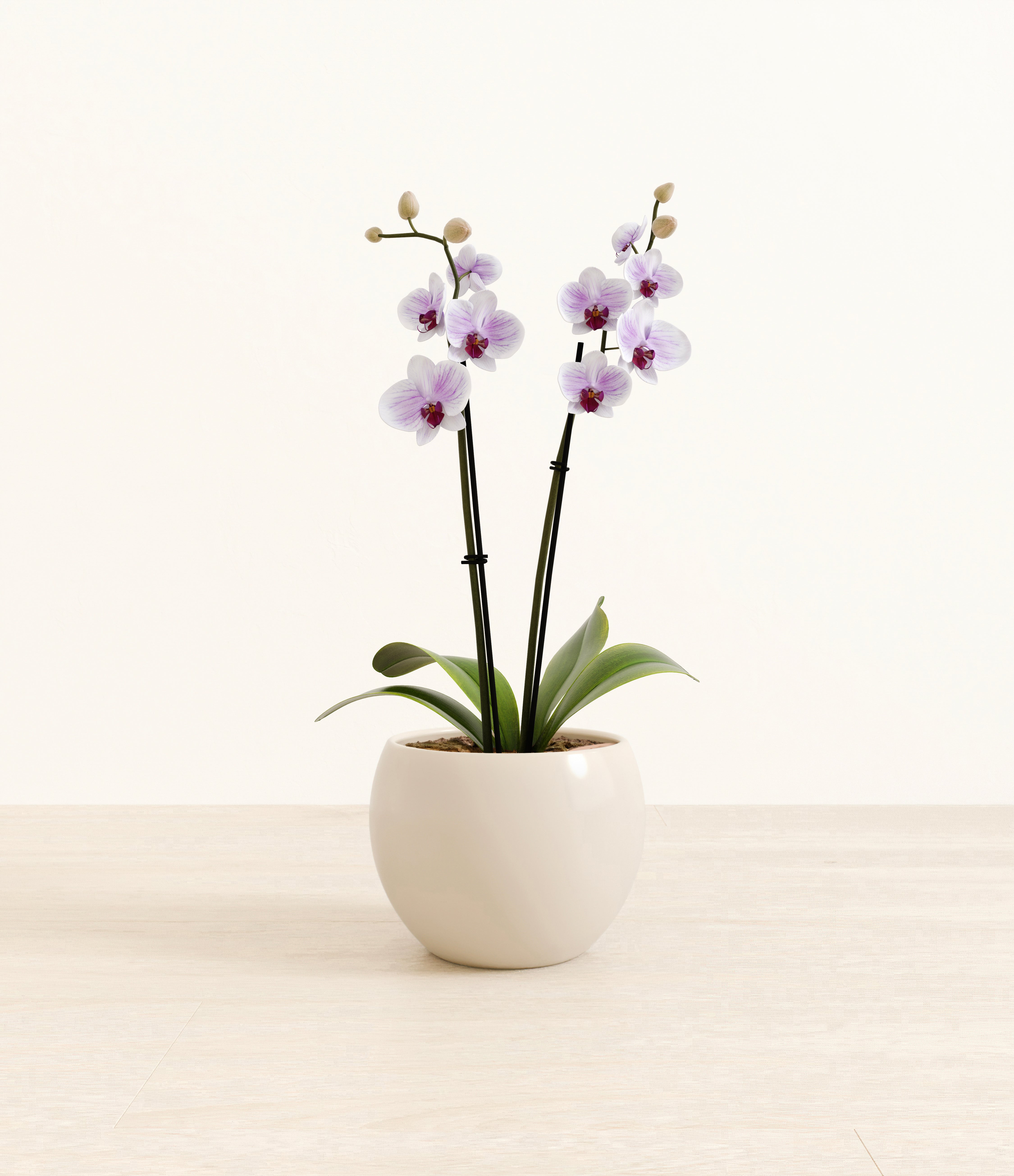 Striped White Orchid plant