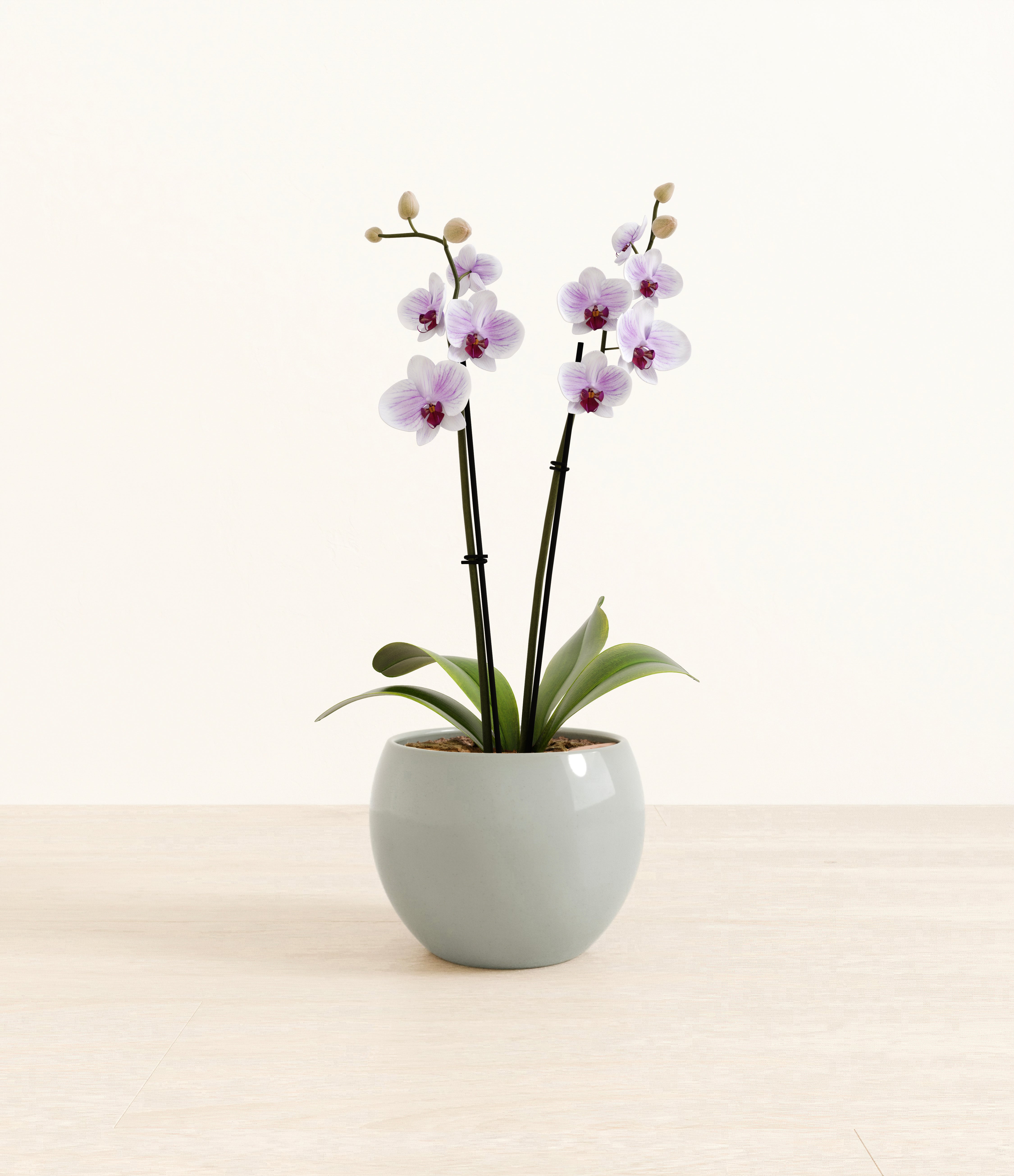 Striped White Orchid plant