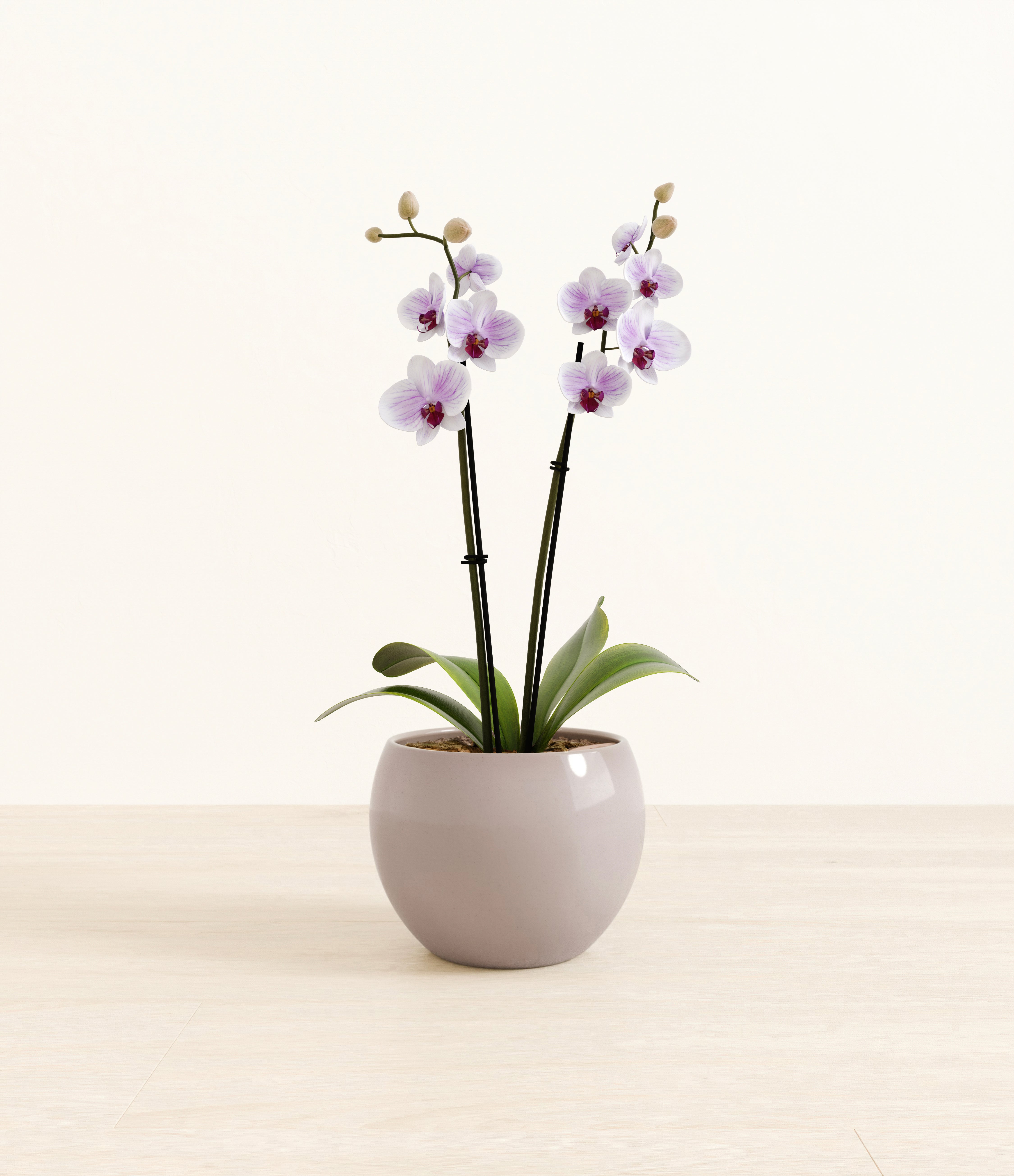 Striped White Orchid plant