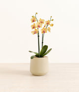 Striped Yellow Orchid plant