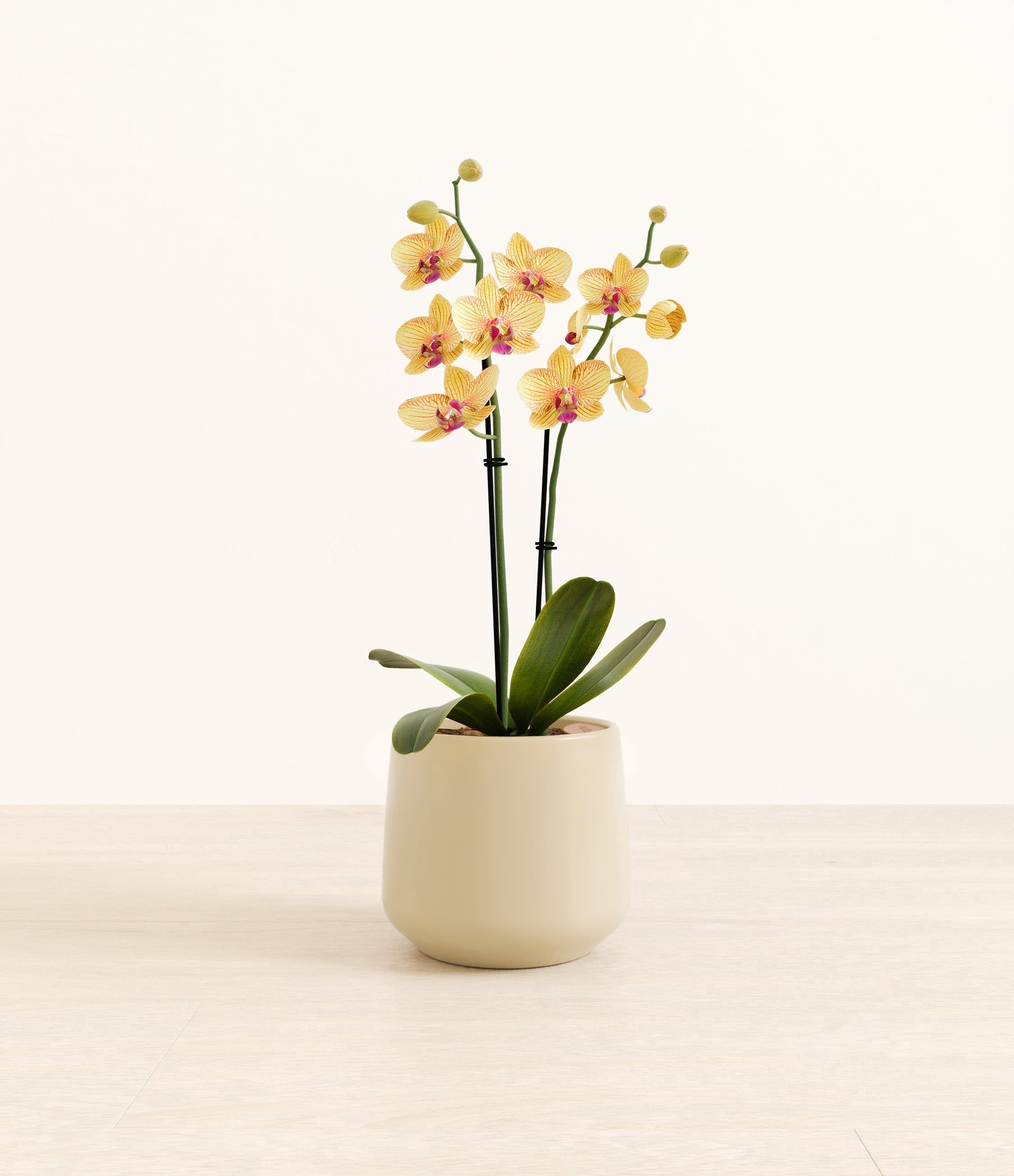 Striped Yellow Orchid plant