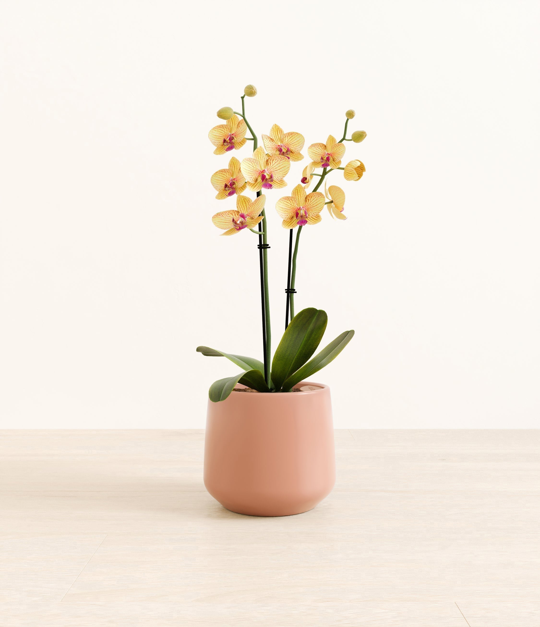 Striped Yellow Orchid plant