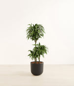 Warneckii Compacta plant