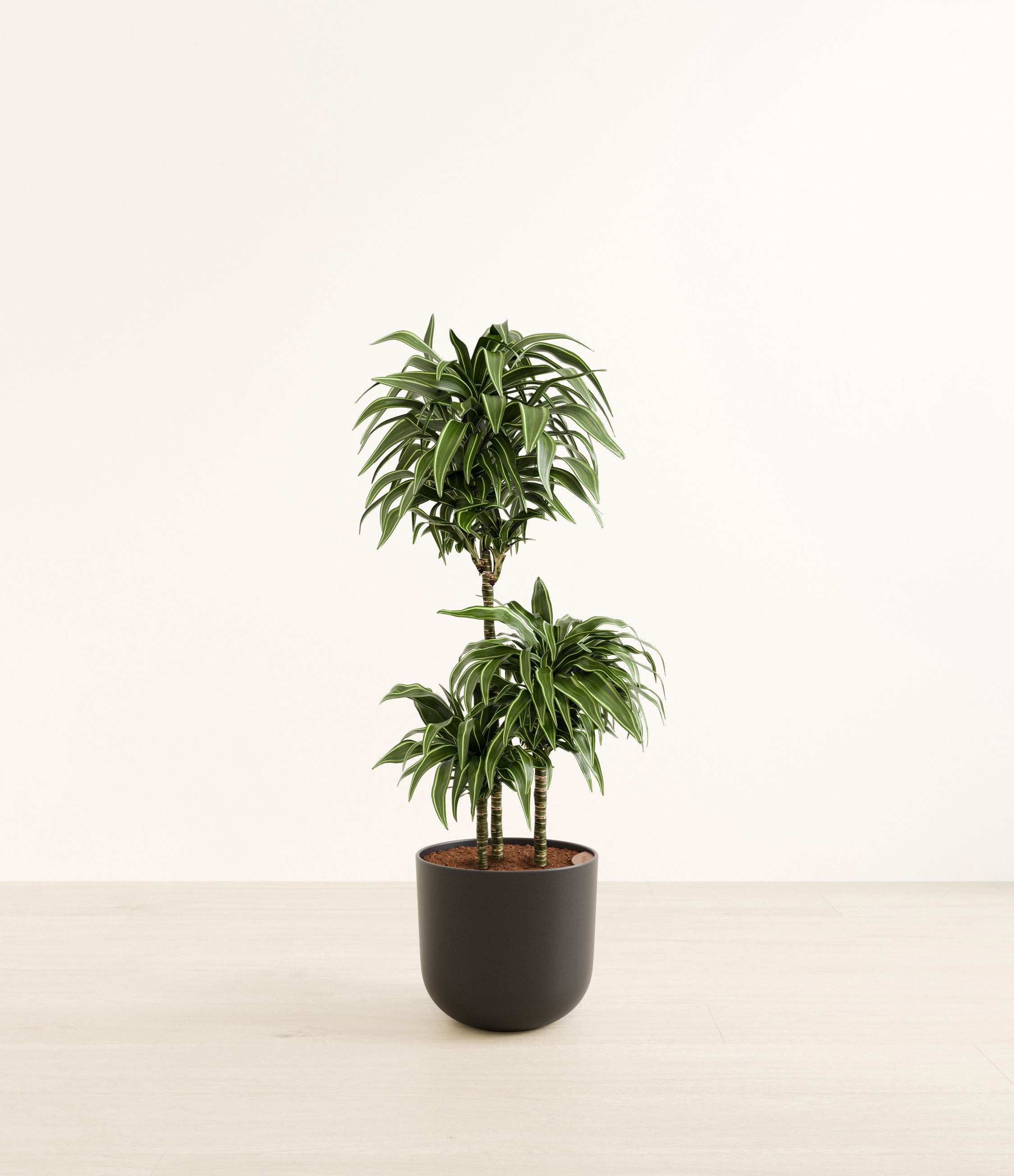 Warneckii Compacta plant