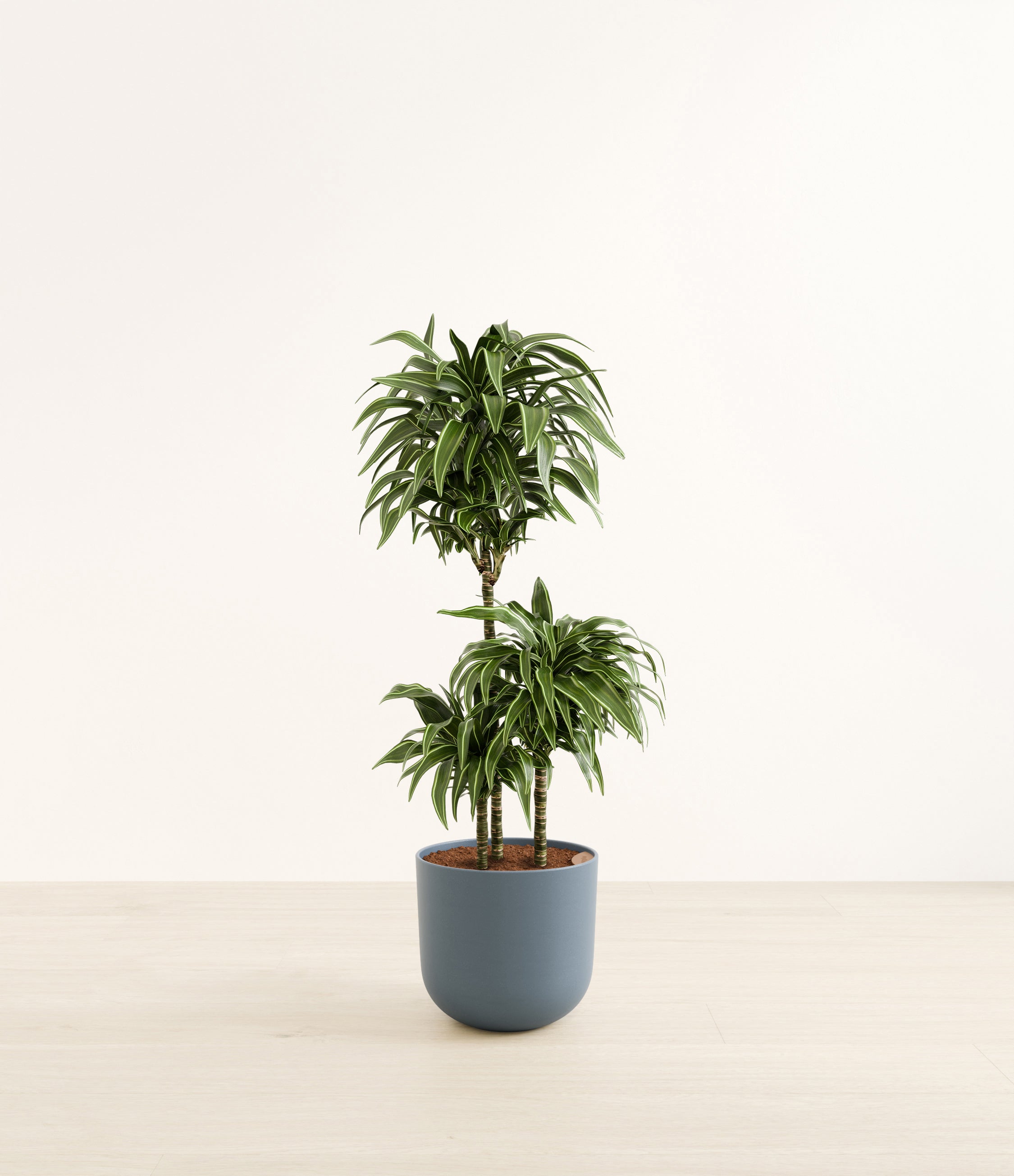 Warneckii Compacta plant