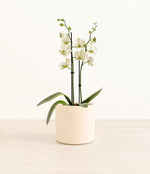 White Orchid plant