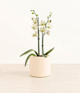White Orchid plant