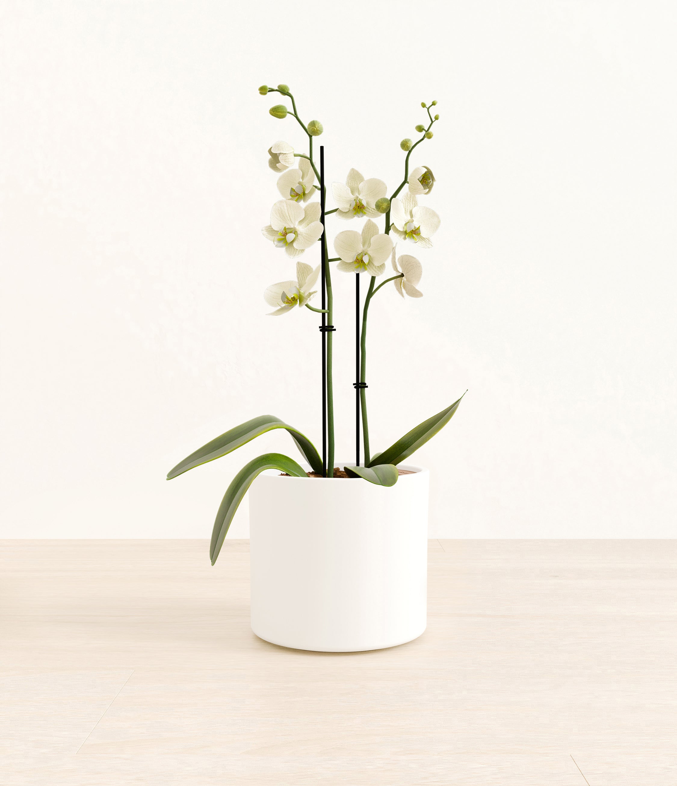 White Orchid plant