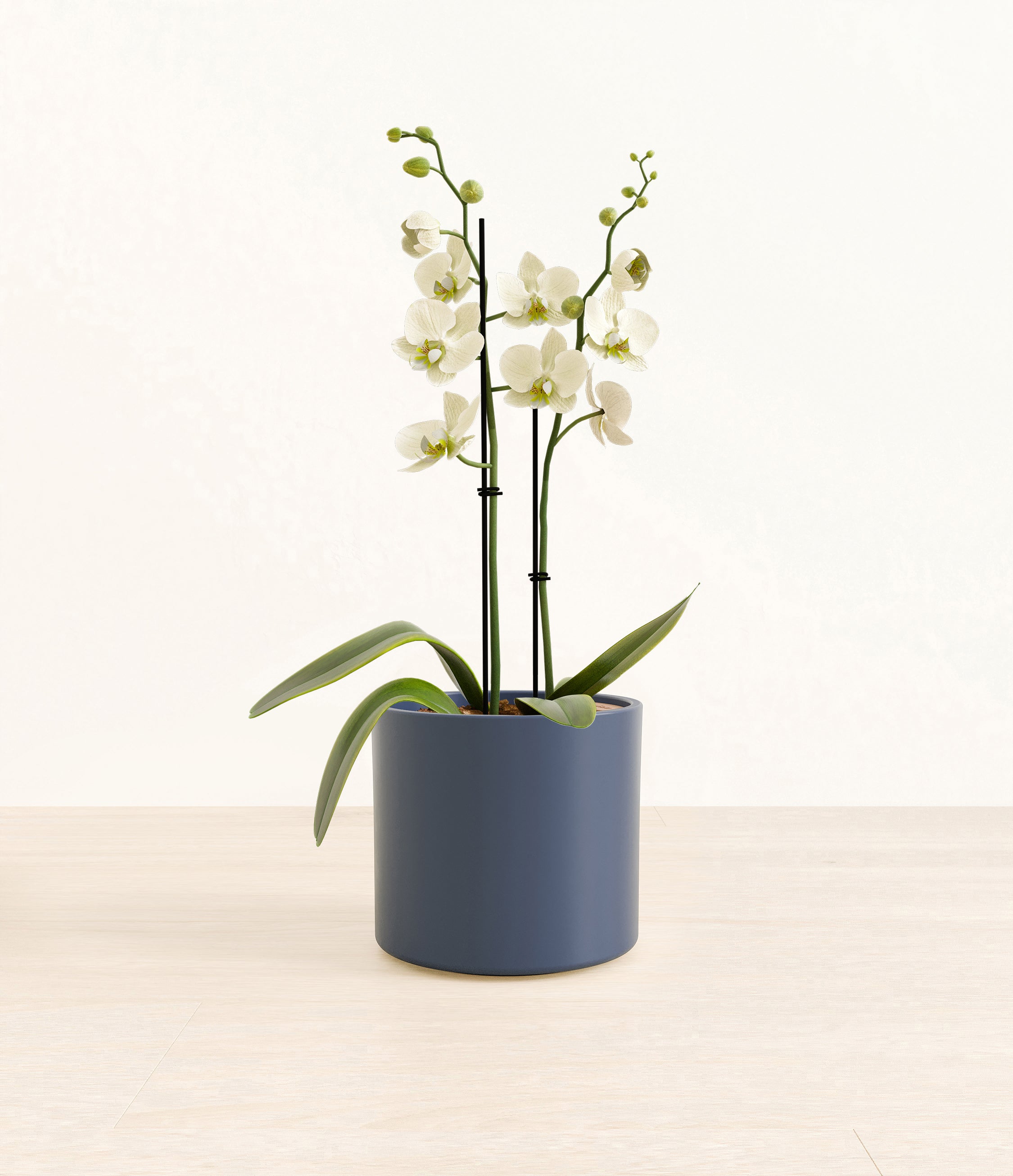 White Orchid plant