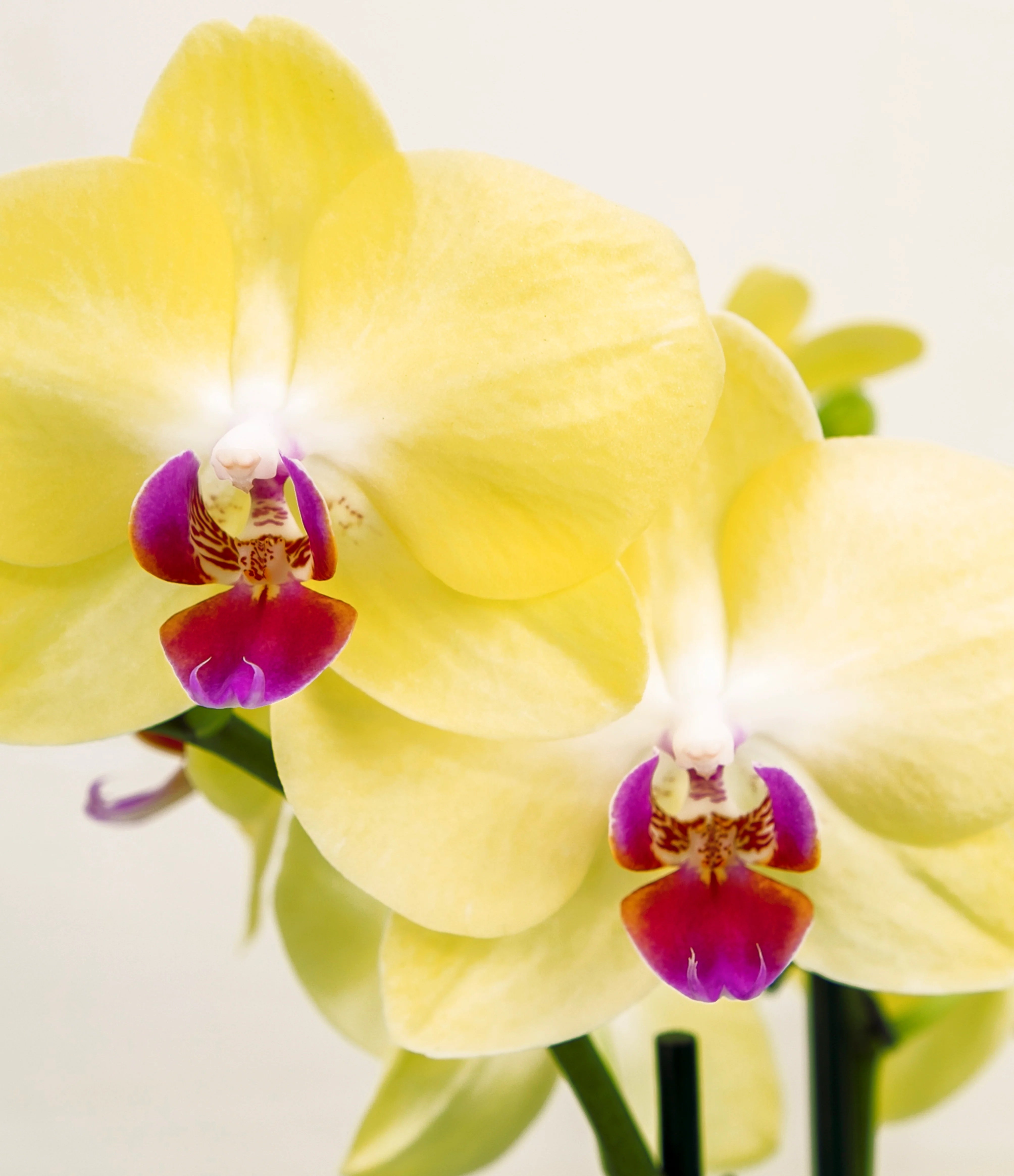 Yellow orchid