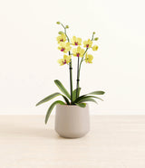 Yellow orchid