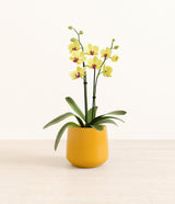 Yellow Orchid plant