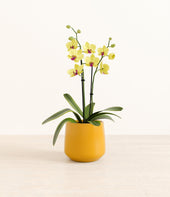 Yellow Orchid plant