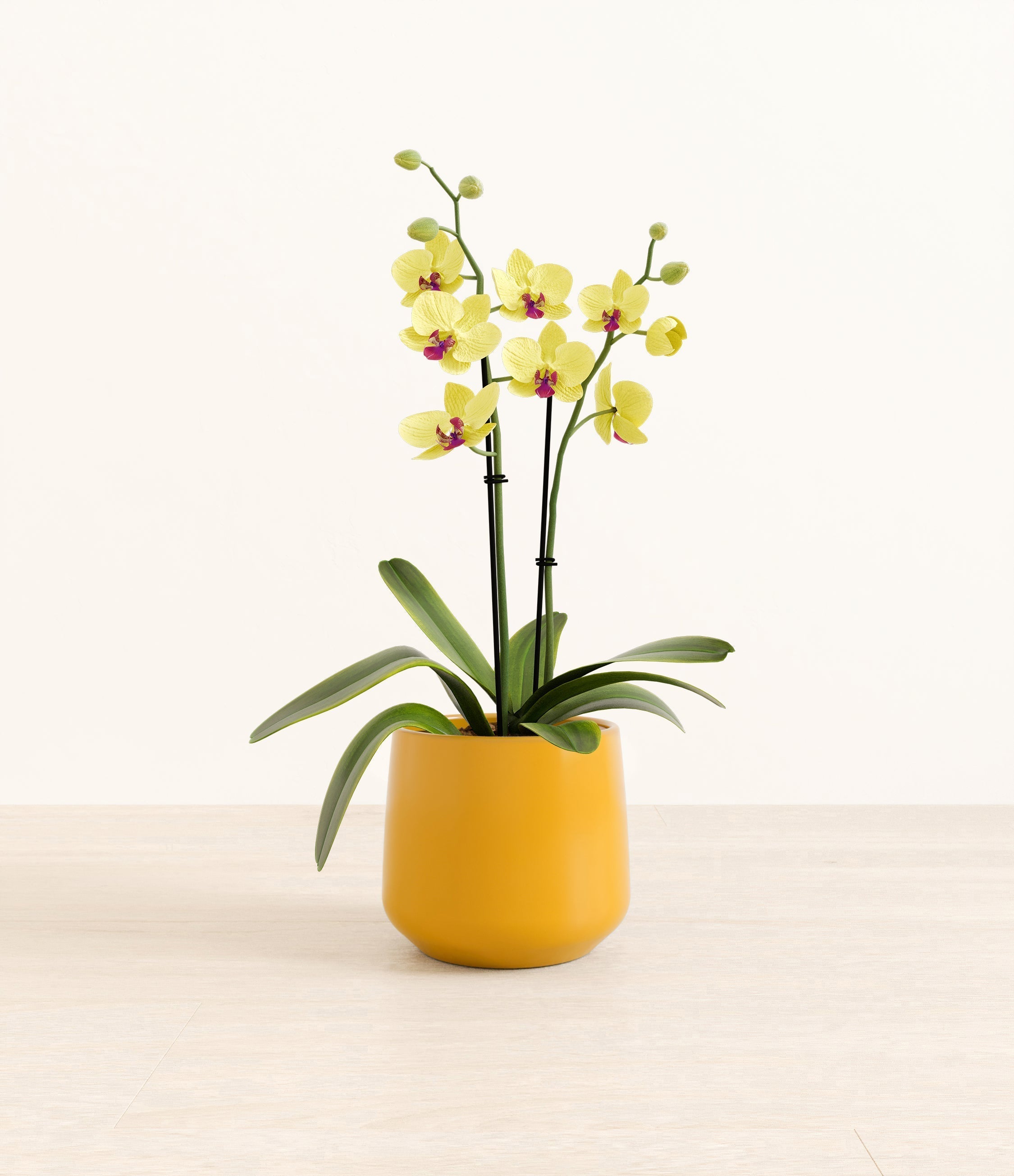 Yellow Orchid plant