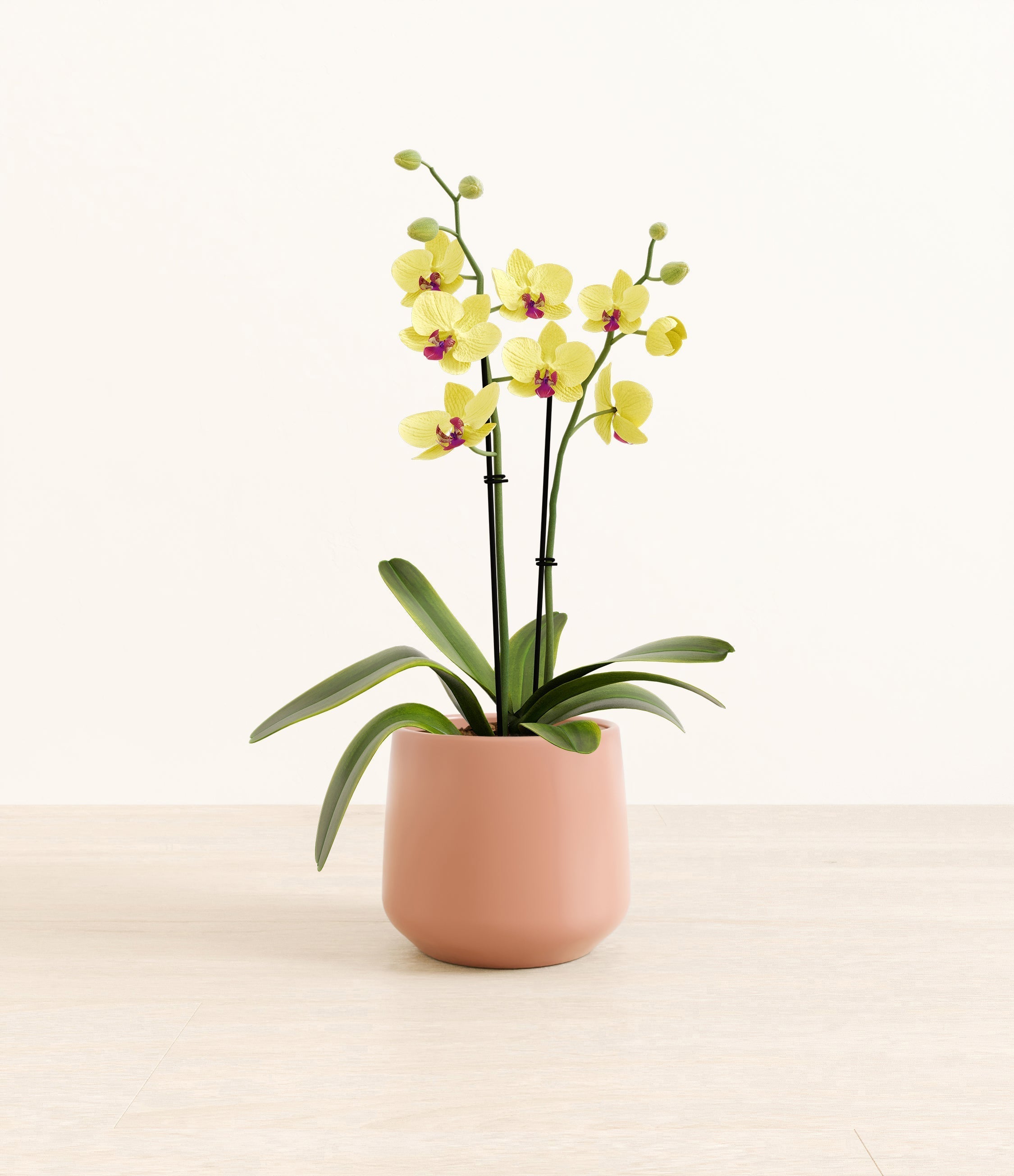 Yellow Orchid plant