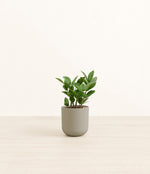 ZZ Plant plant