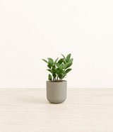 ZZ Plant plant