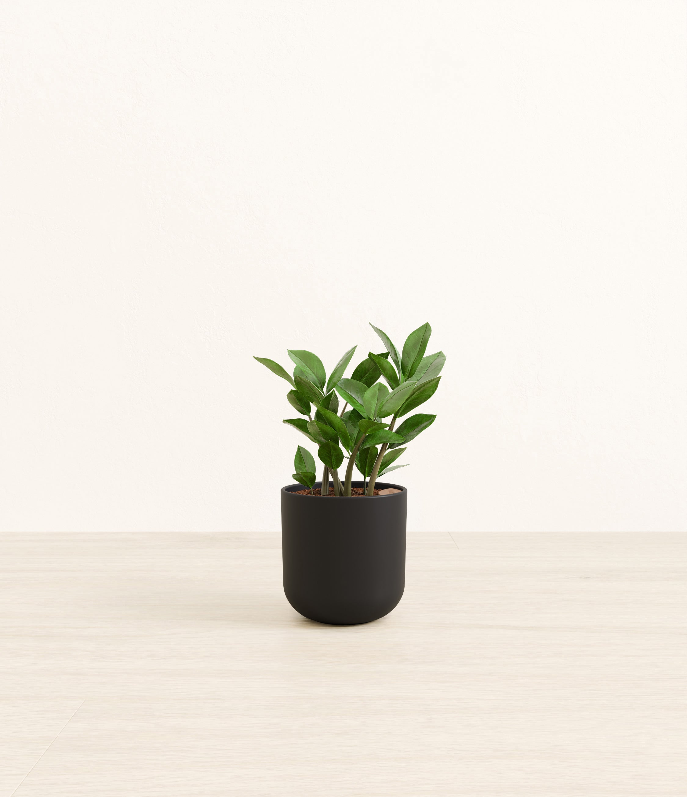 ZZ Plant plant