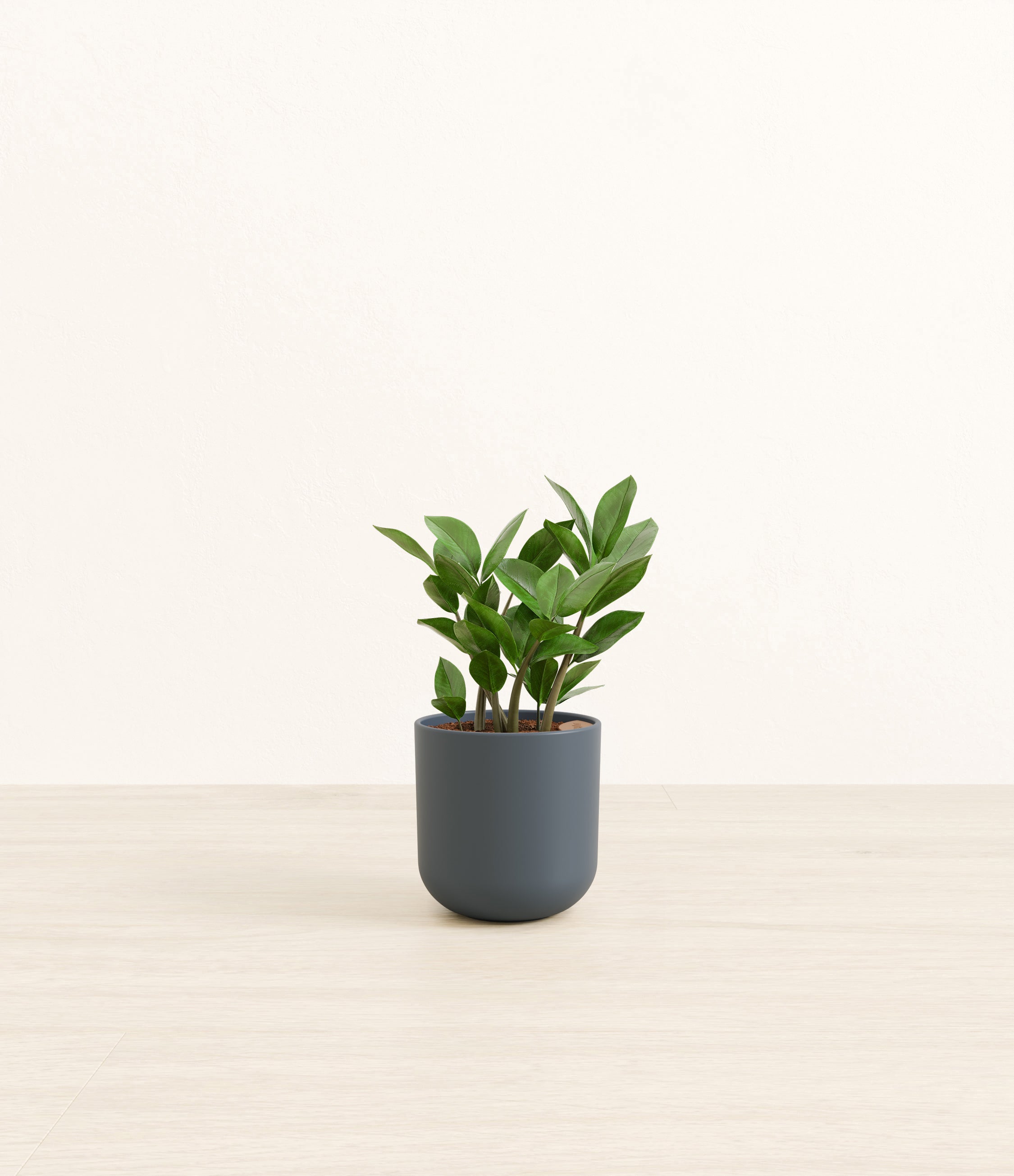 ZZ Plant plant
